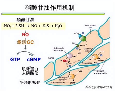 心繫屋外|用药问答：不属于硝酸甘油的药理作用机制的是？